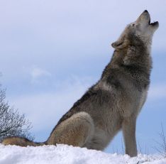 gray-wolf